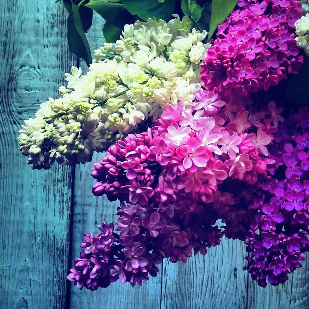 Сирень