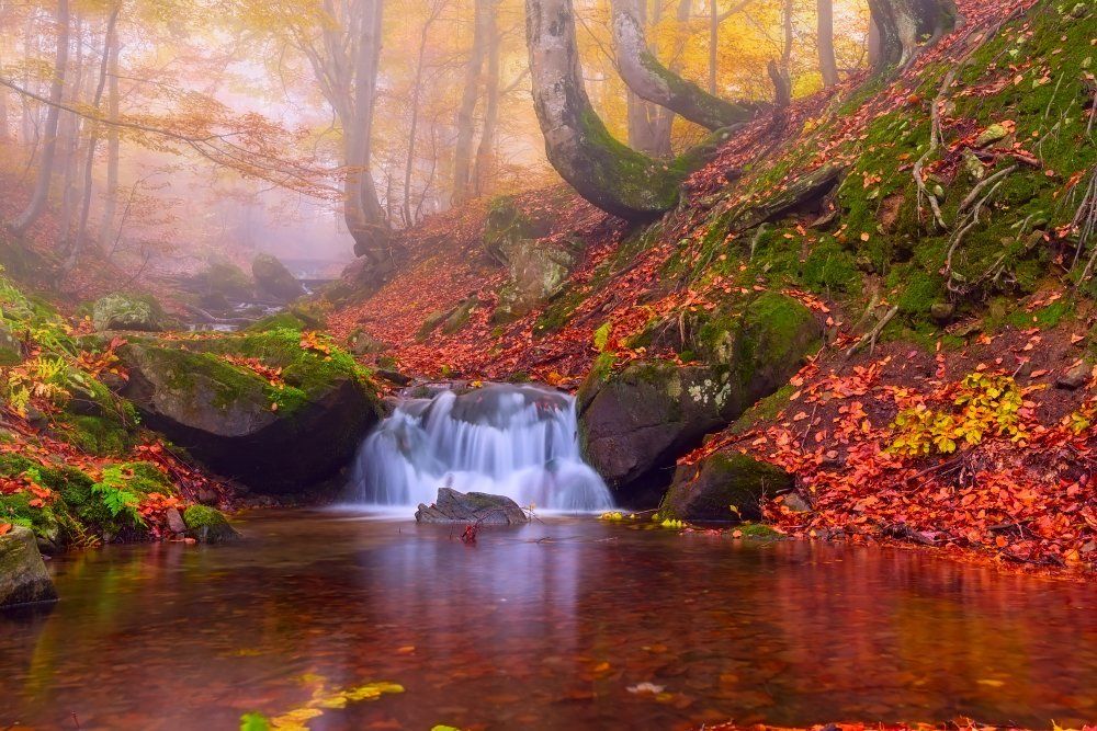 Mysterious forest