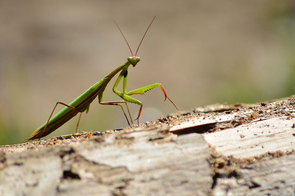 Praying Mantis