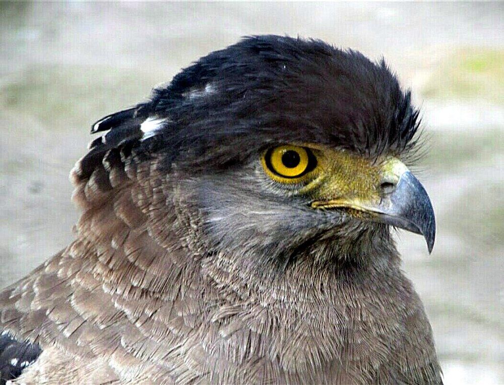 Where eagle's eye dare