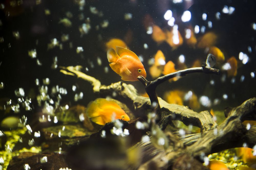 Золотая рыбка