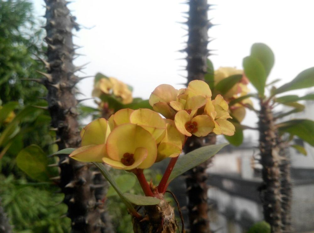 Crown of thorns