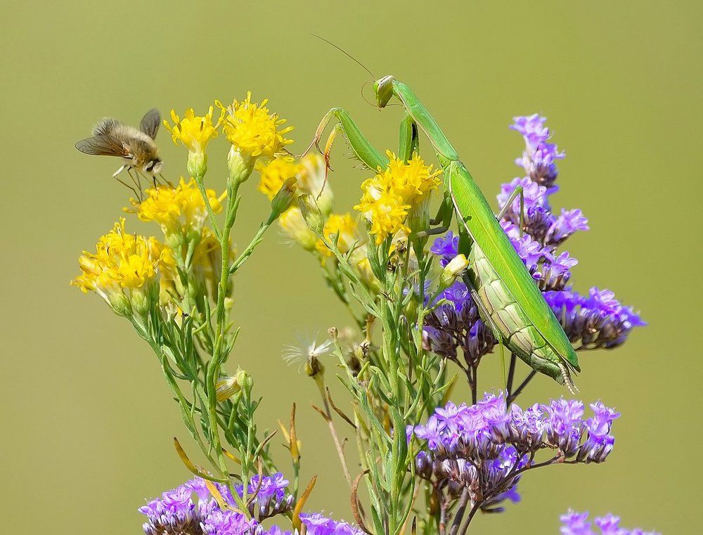 Есть только миг...