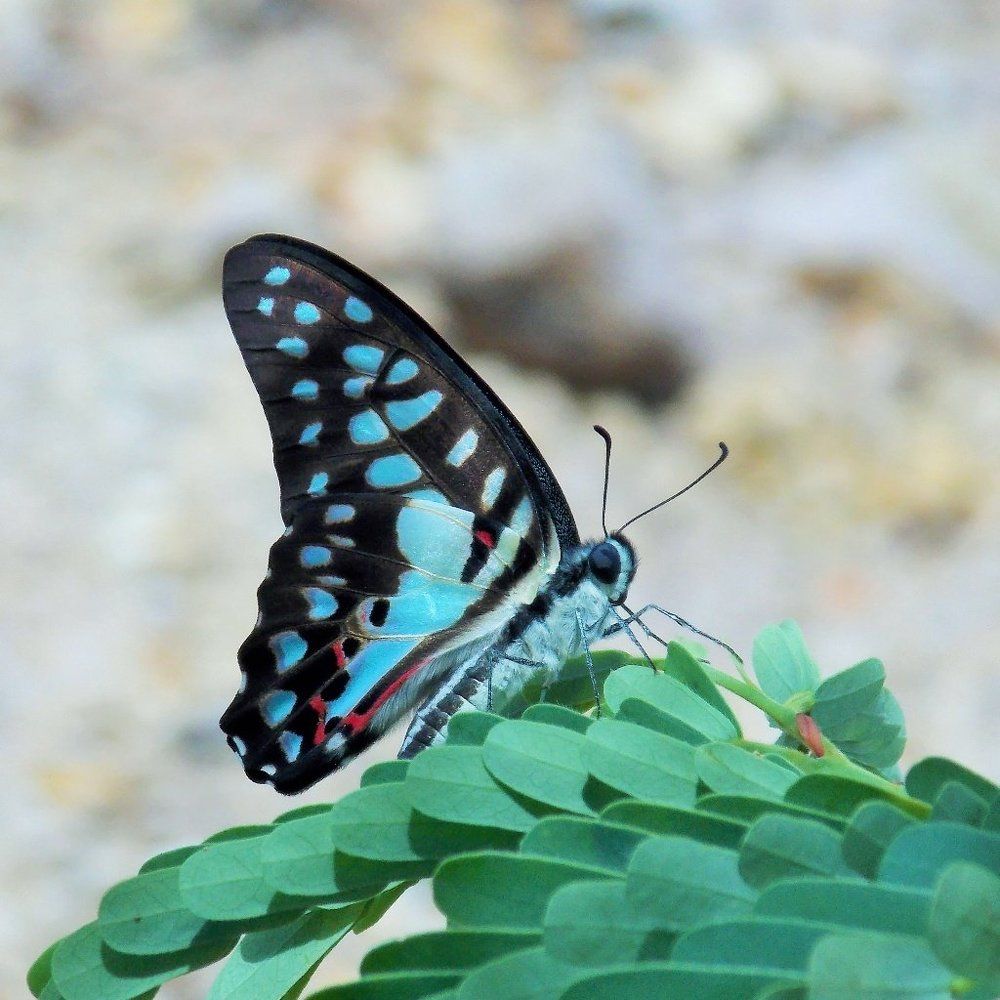 Blue butterfly