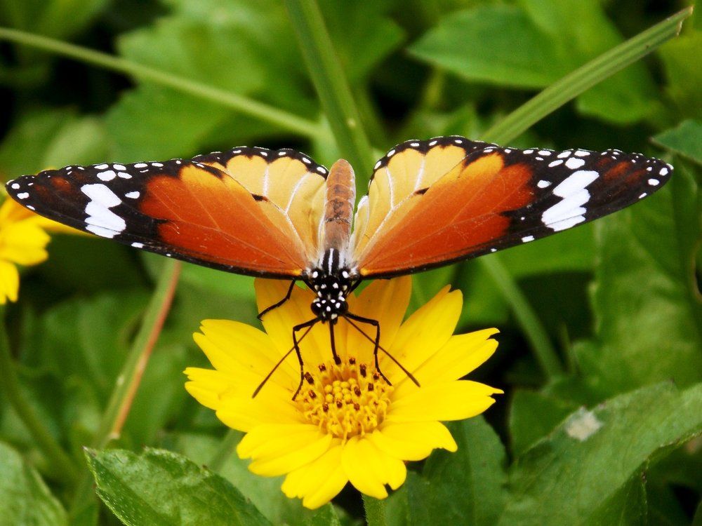 Yellow butterfly
