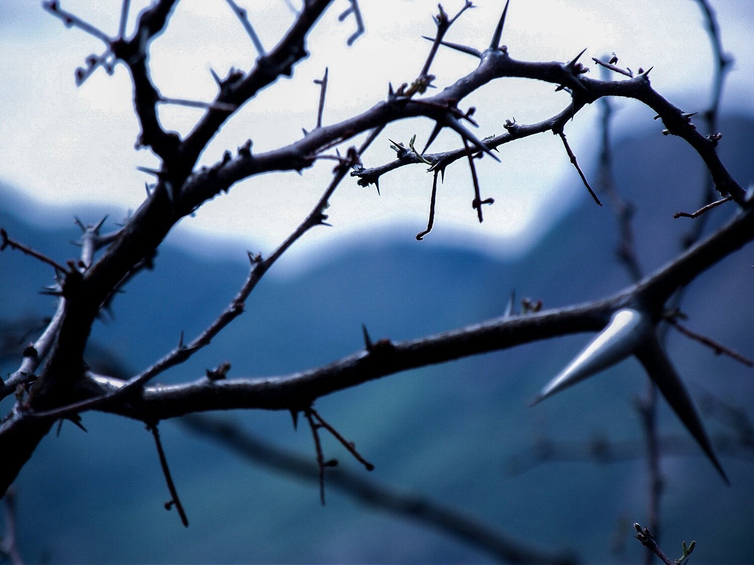 Thorns
