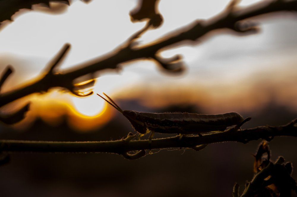 Macro