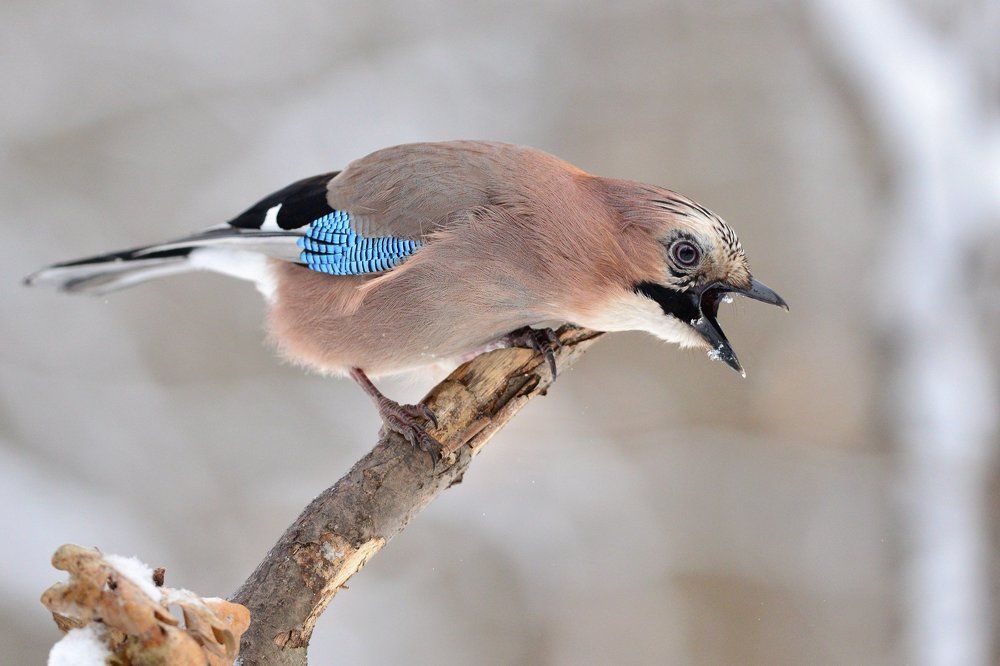 Лесное МЧС предупреждает!