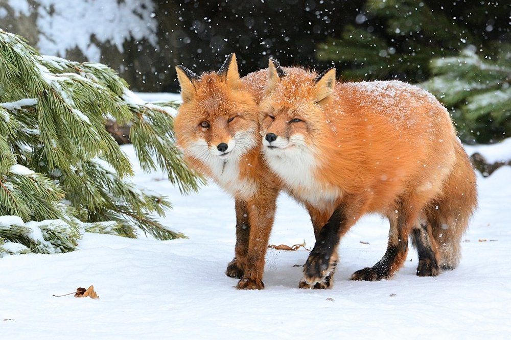 Мы с Тамарой ходим парой