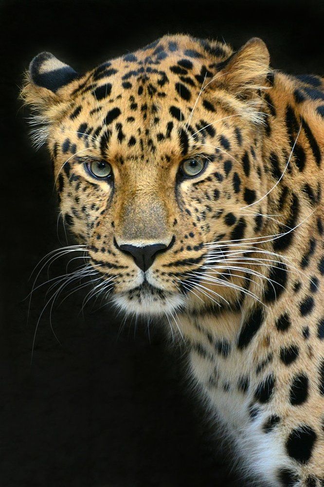 Дальневосточный леопард