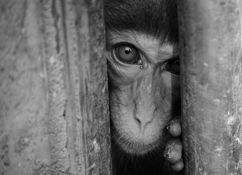 Я видел это в их глазах