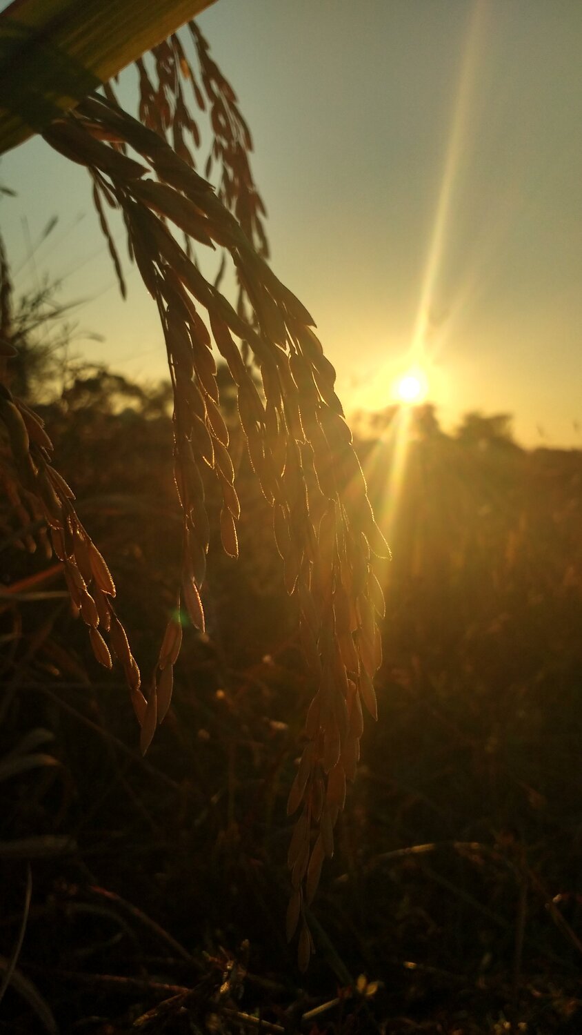 sunshine...