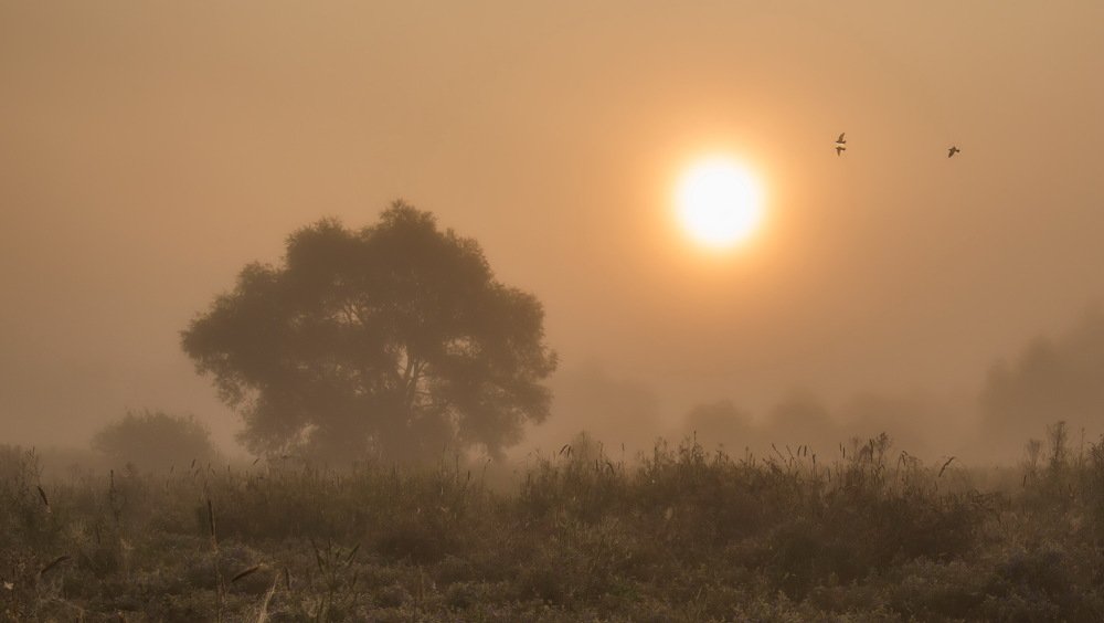 Туманный рассвет
