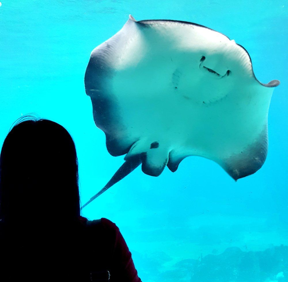 Hello, Mr. Stingray!