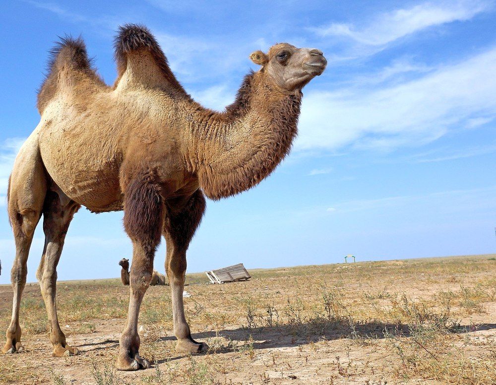 А Земля то круглая