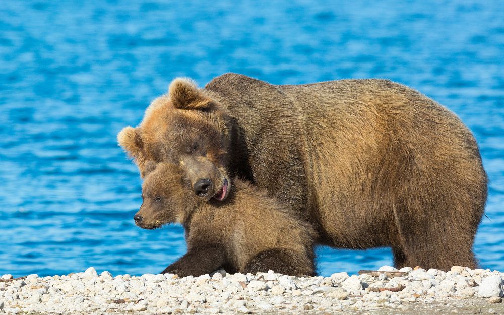 Мамкина любовь