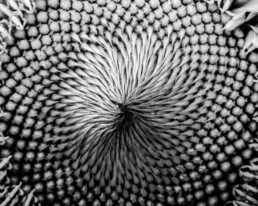 Young Sunflower