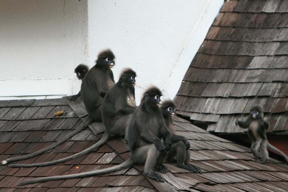 Dusky leaf monkeys