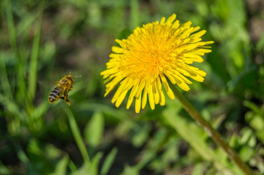 Вся в трудах