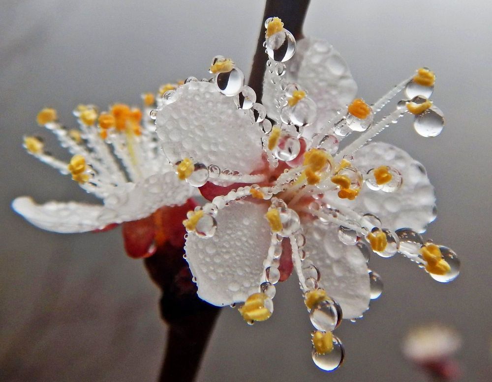 Цветок дикого абрикоса