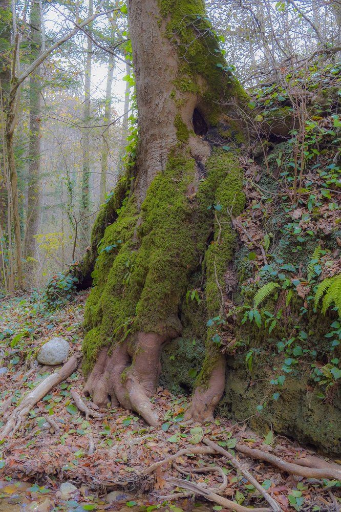 Каракатица