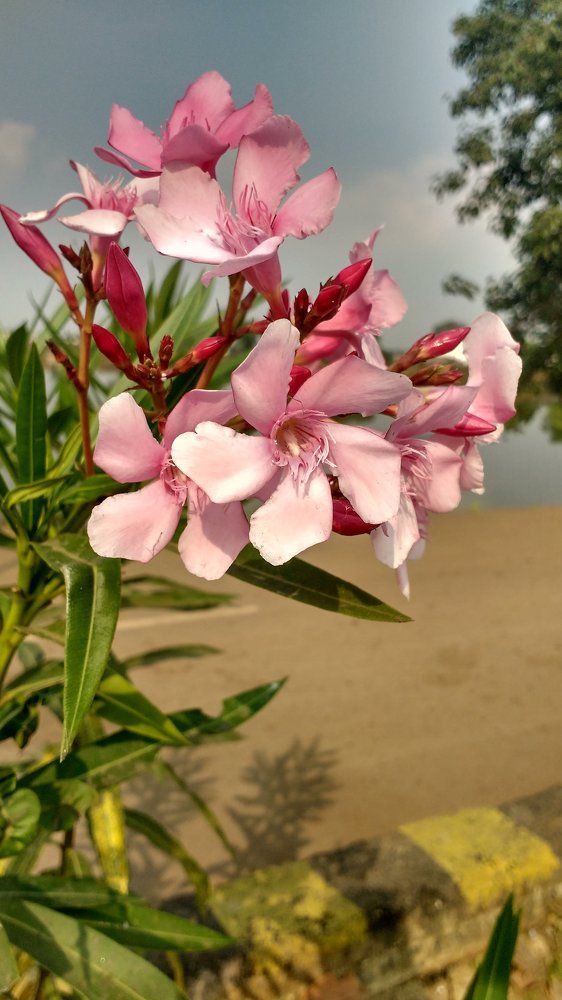 pink flower