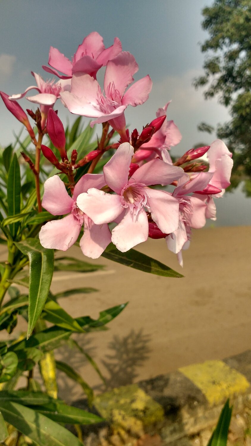 pink flower