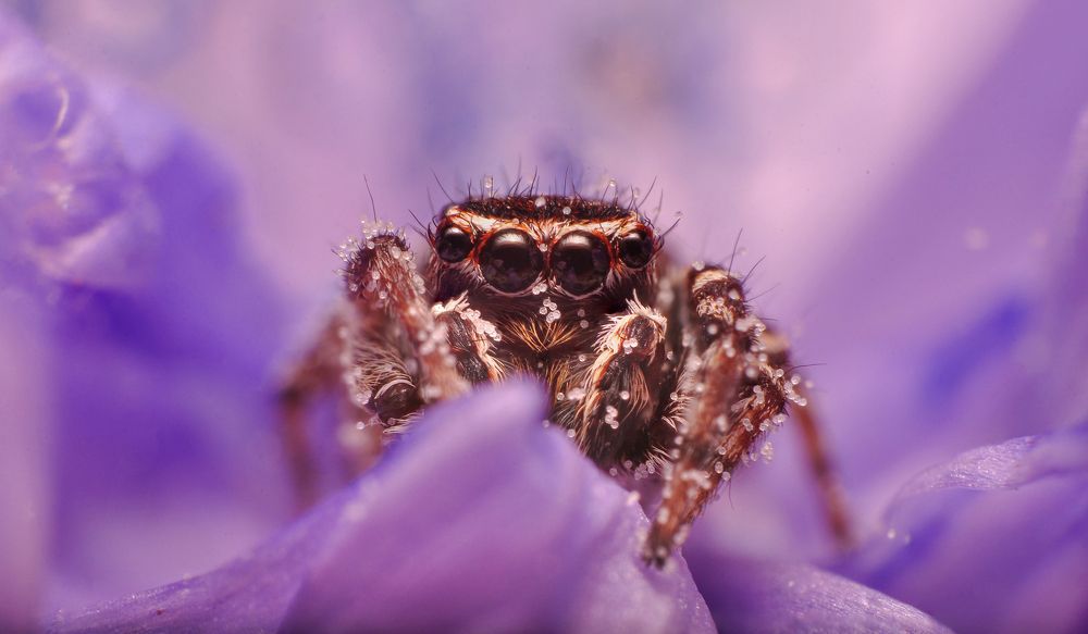 Неожиданная встреча