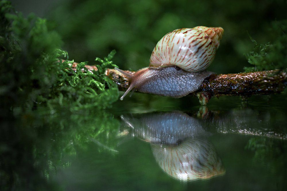 Улиточка в лесу