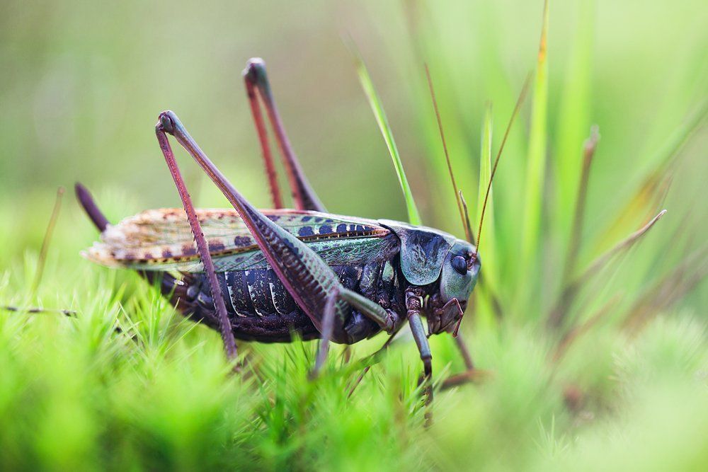 Кузнечик в траве