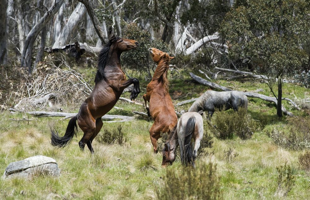 Spring Brumby Fight