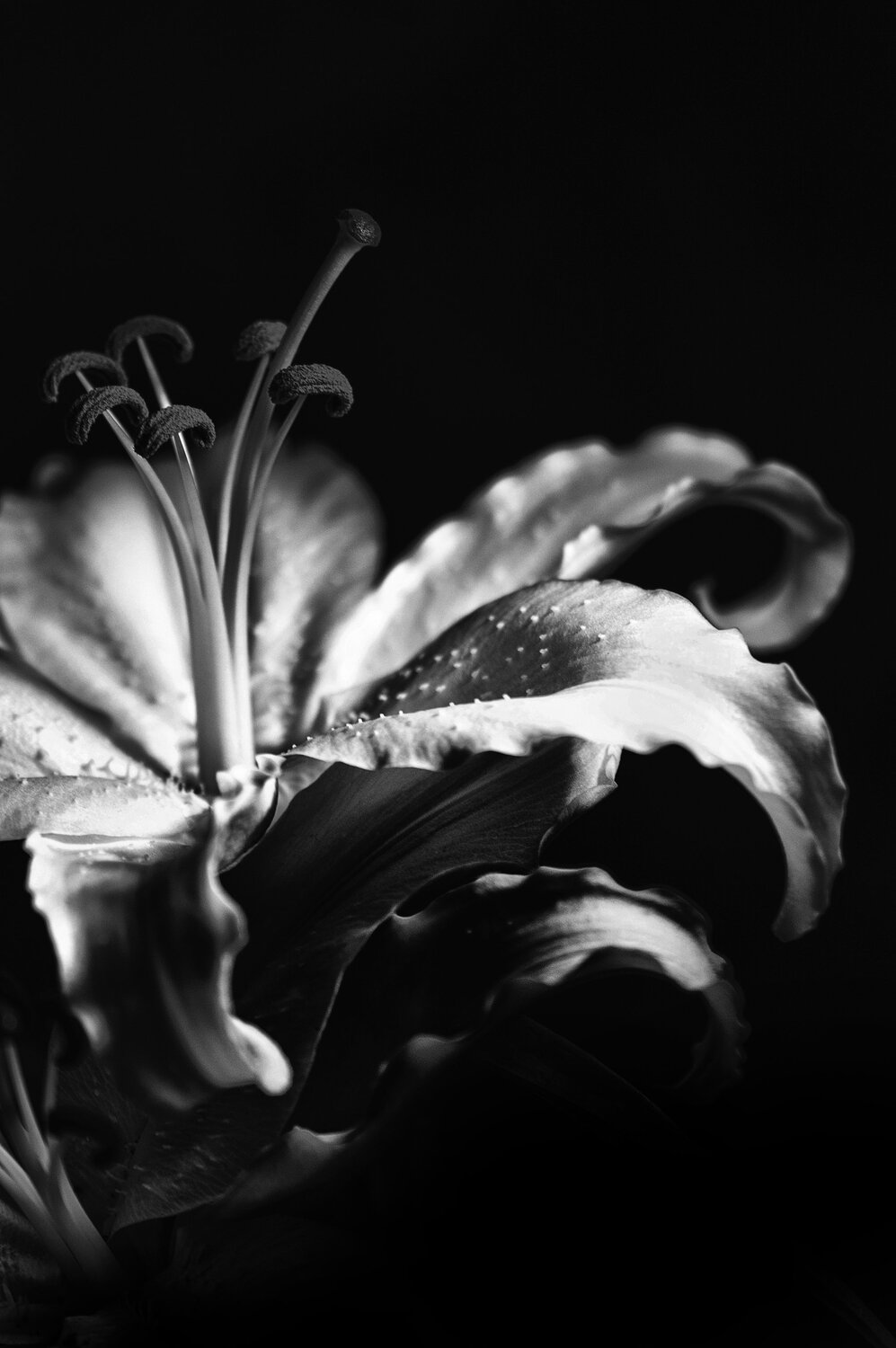 Lilly