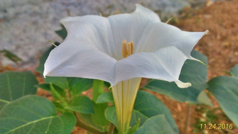 Flower blossom