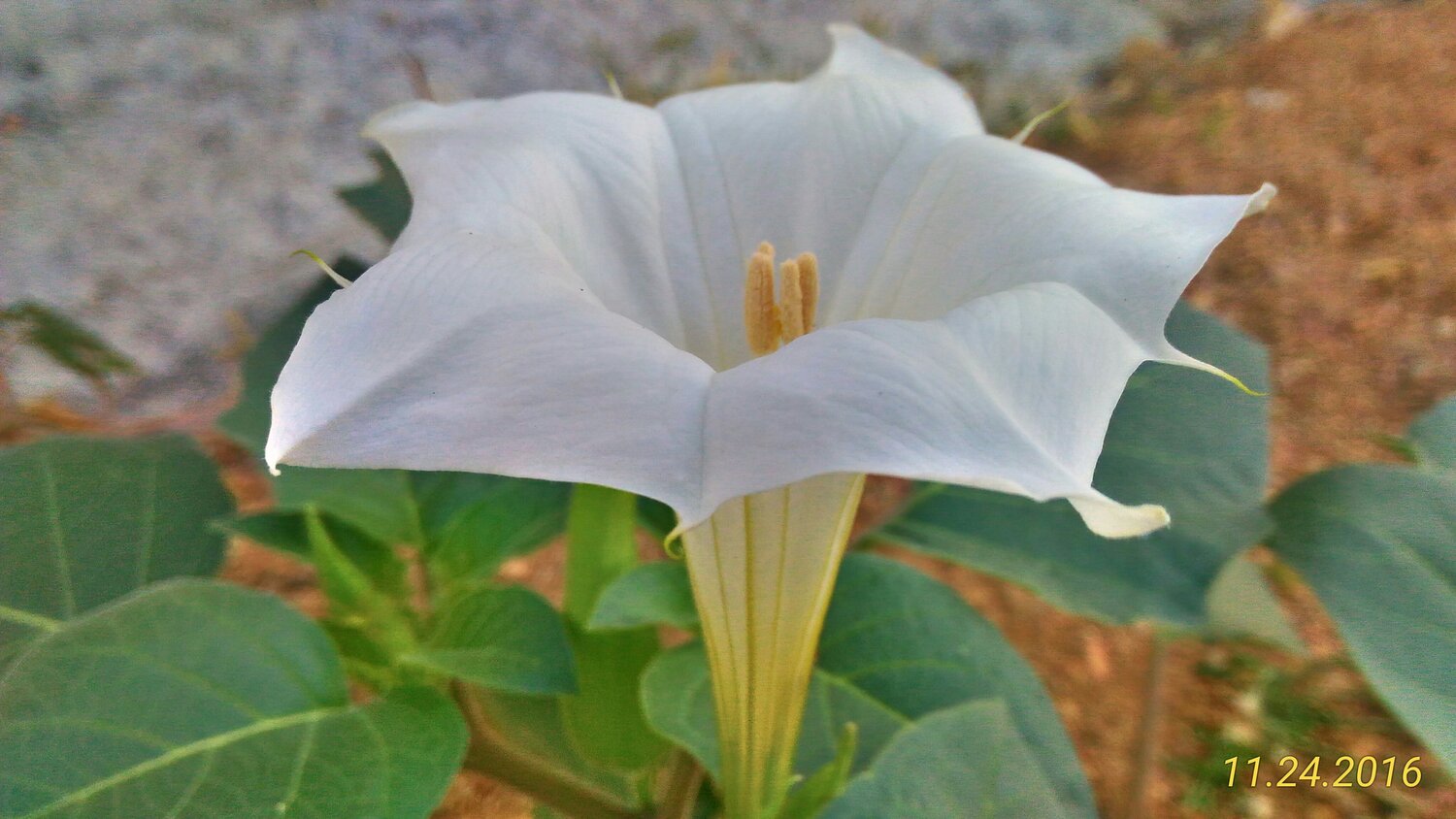 Flower blossom