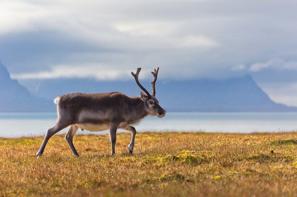 Северный олень