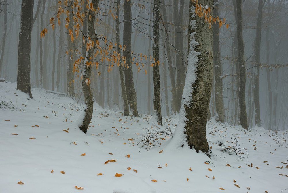 Первый снег