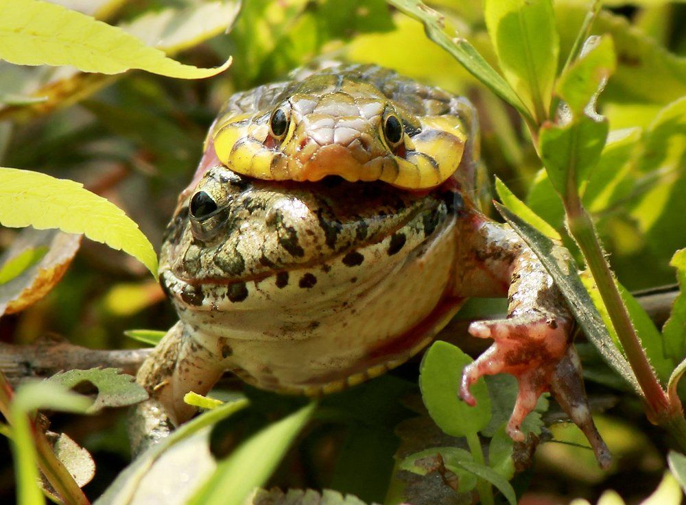 Please save me ( The last Call )