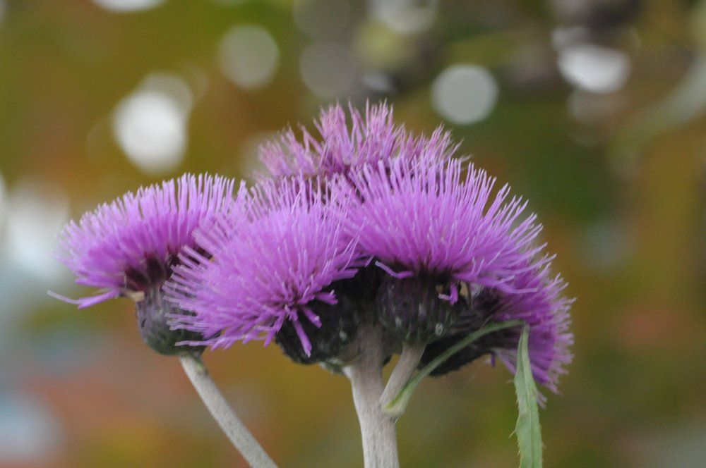 осенний кактус