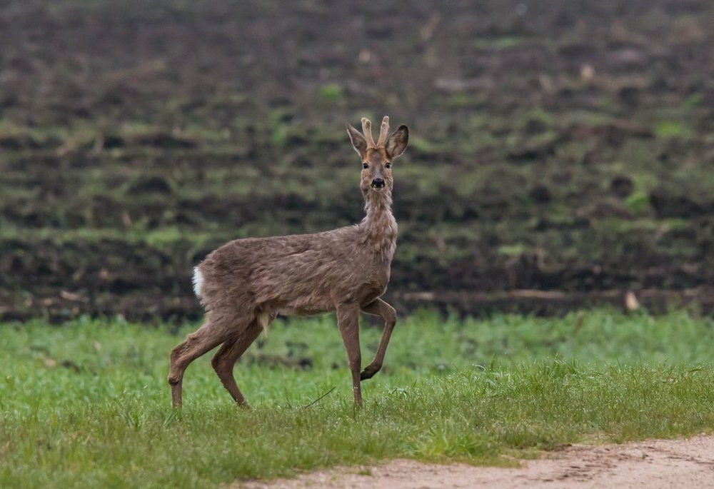 Особое внимание