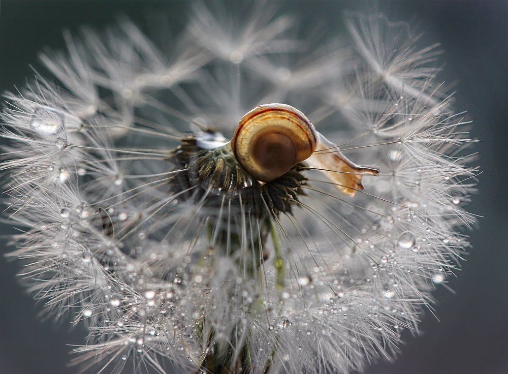 Будуар для улитки