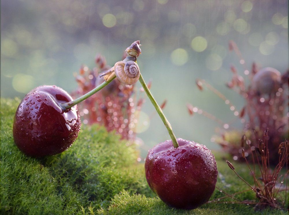 Гулливер в стране великанов