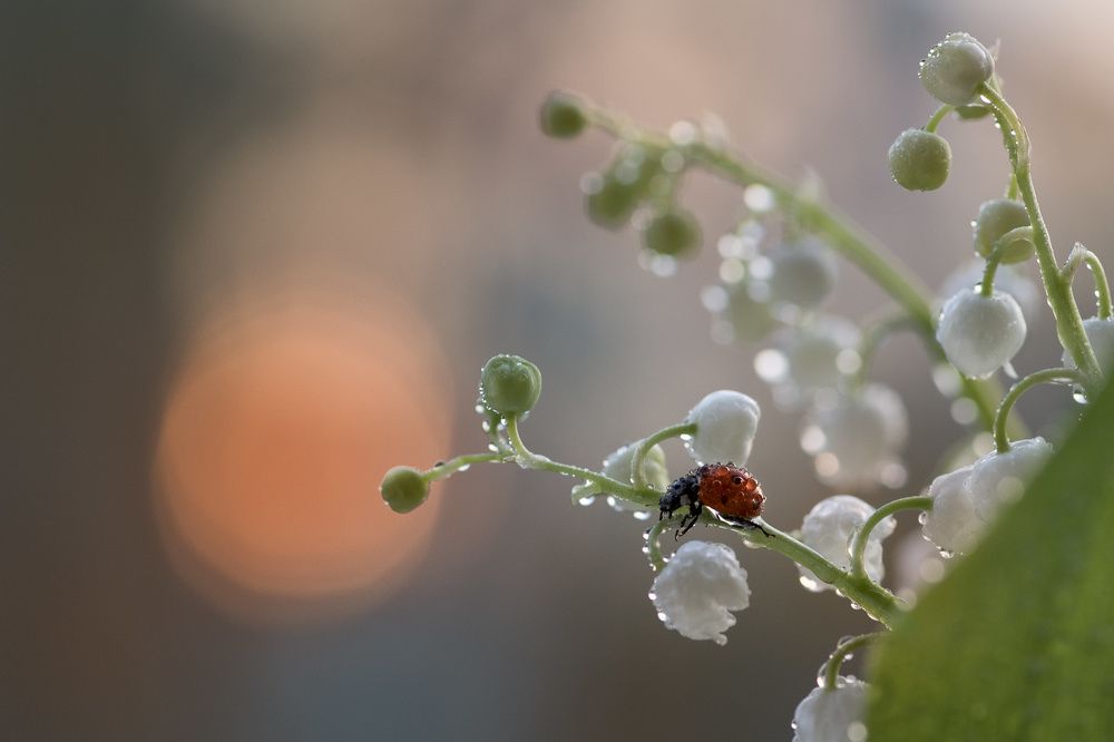 Photograph by Таня  Маркова