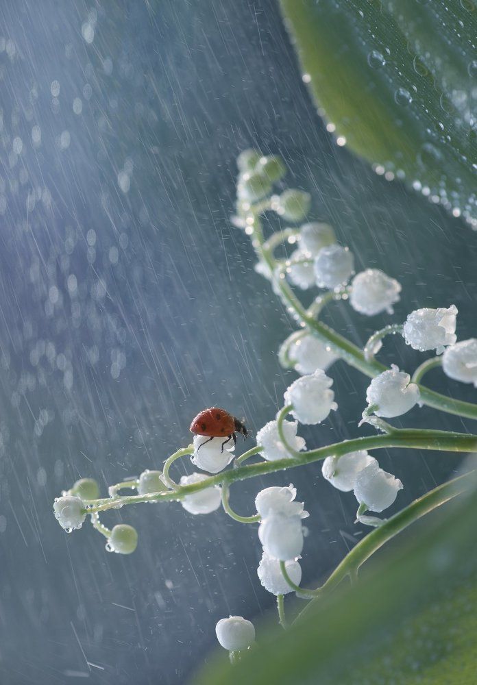 Photograph by Таня  Маркова