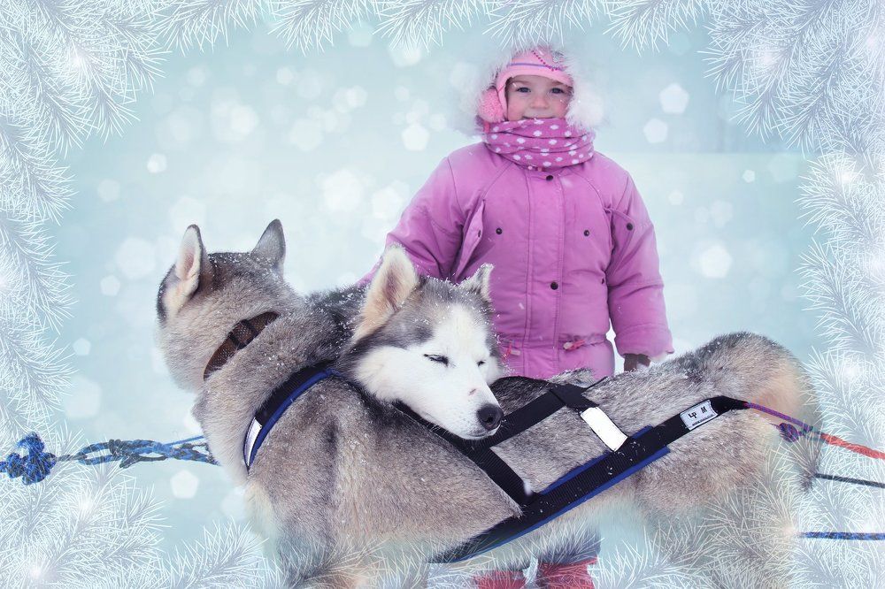 Покатаюсь на хаски