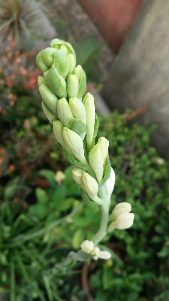 Life Of Flower