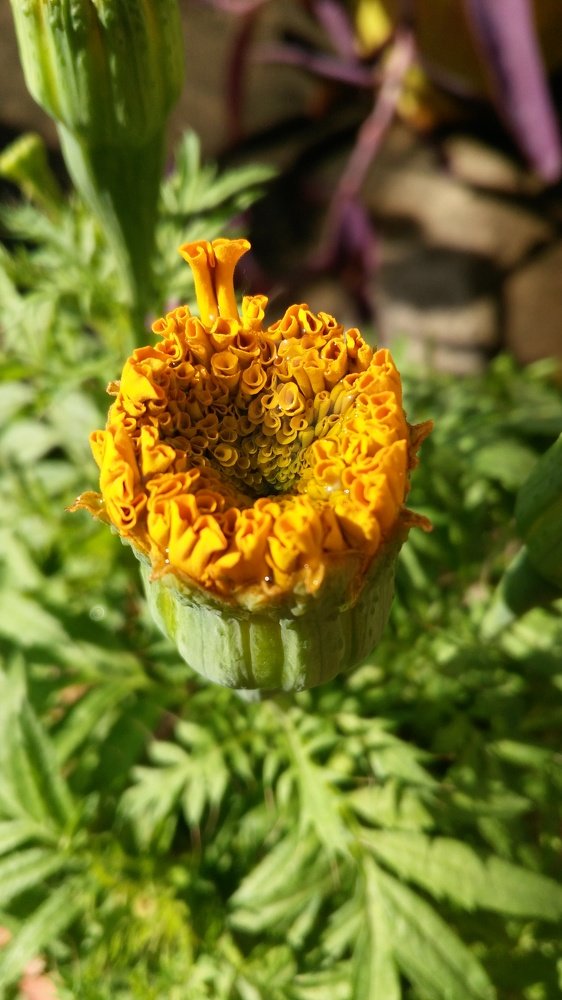 Life of Flower