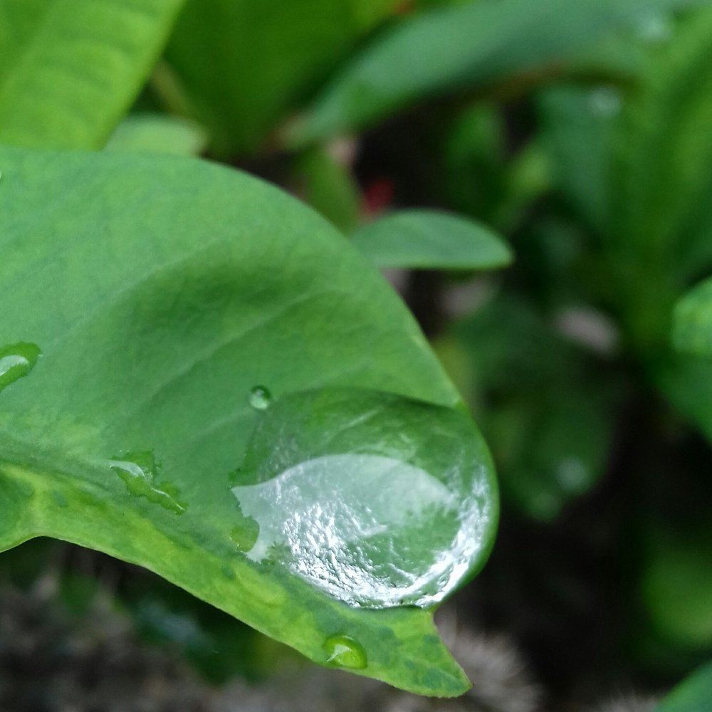 water dot in leaf