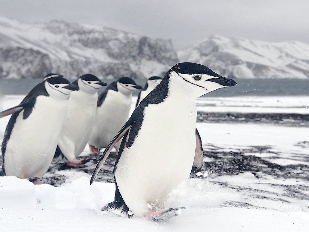 Солдатики Антарктики