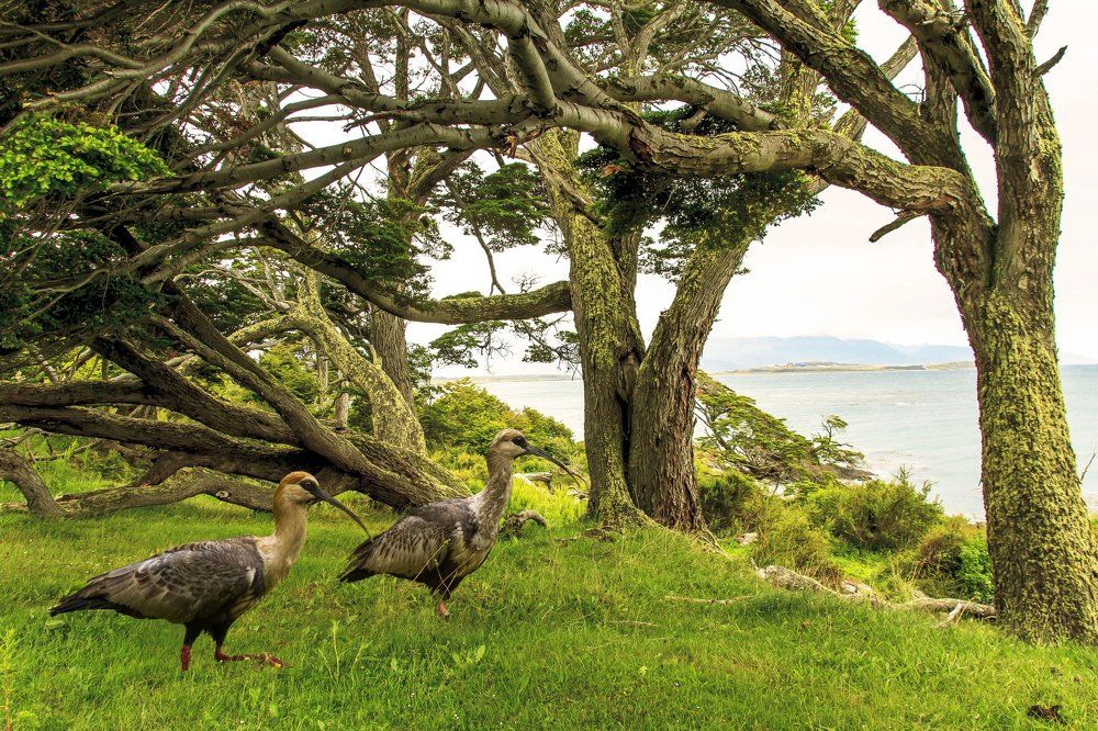 Волшебный лес Fin del Mundo