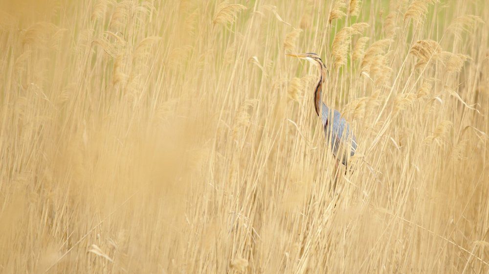 Я - тростник, и он меня не видит